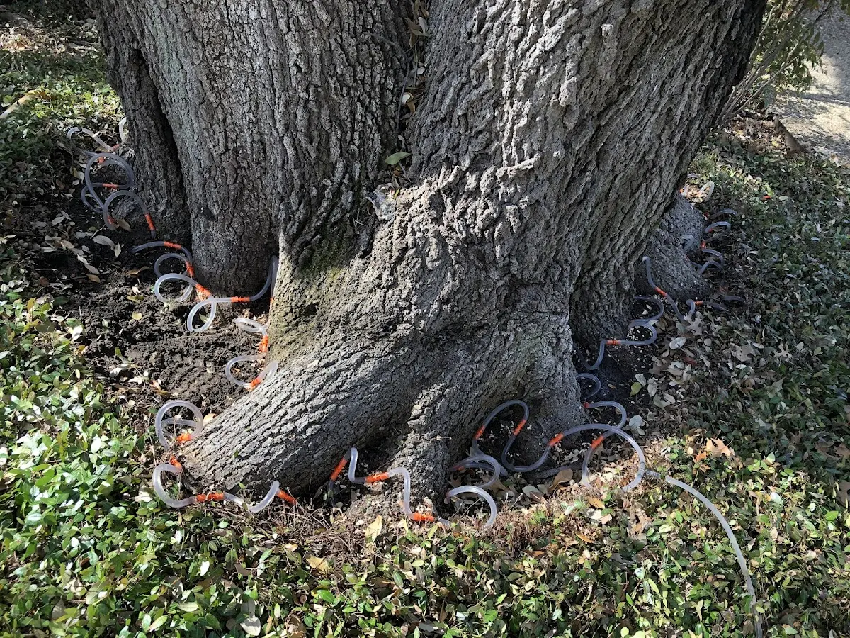 Detailed Tree Cabling and Bracing job site in Loyal