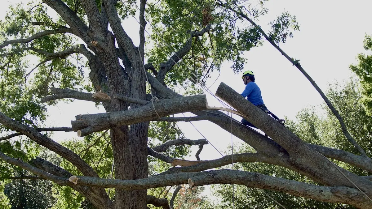 Professional Crown Thinning performed by certified arborists in Loyal