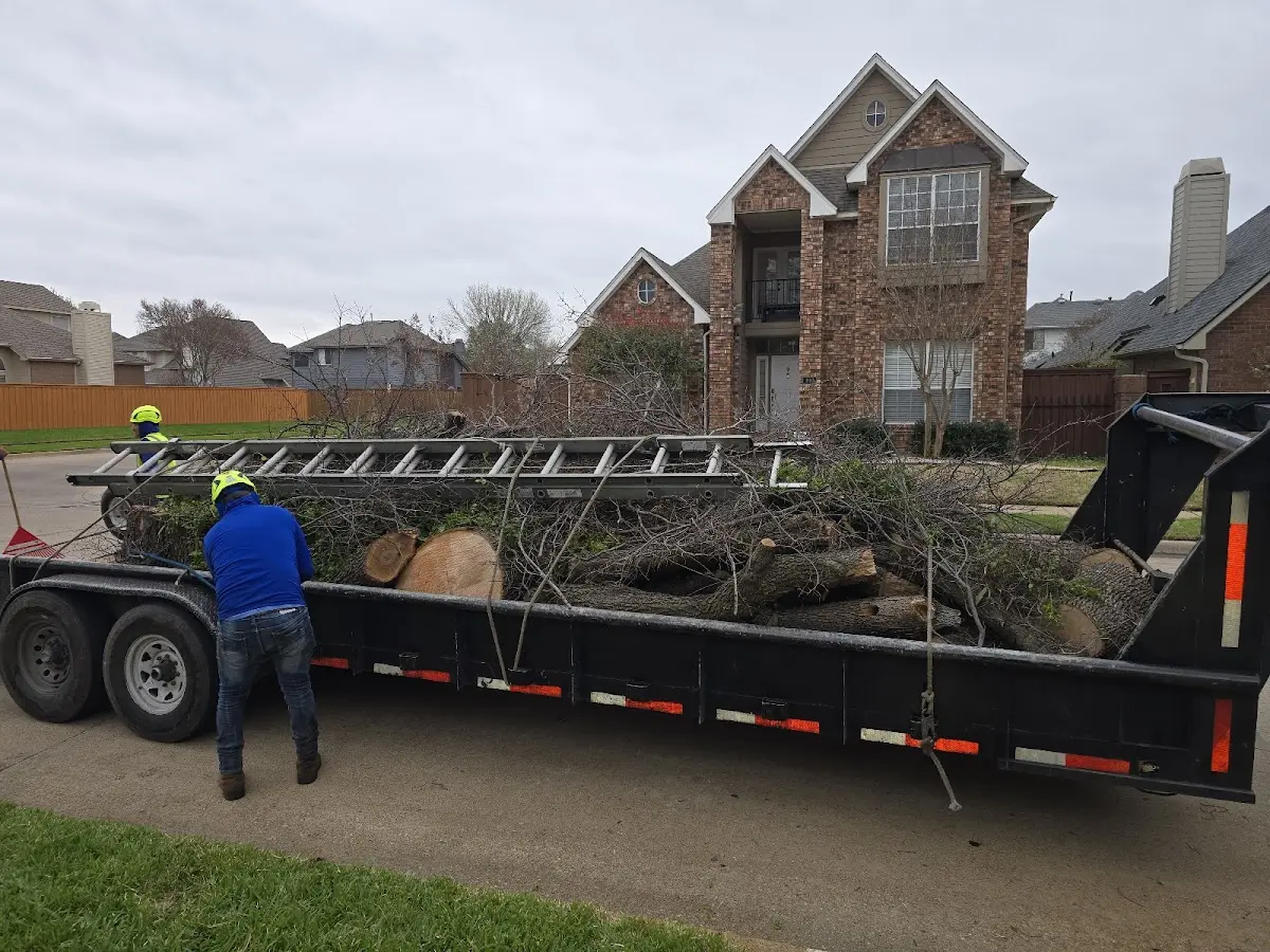 Expert Tree Removal with proper safety equipment in Loyal